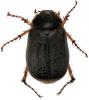 Hoplochelus marginalis